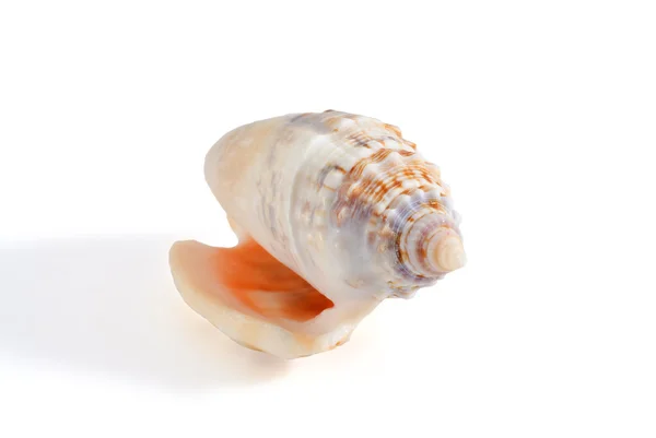 海贝壳 — 图库照片