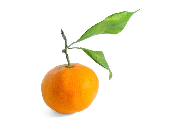 Orange z oddziału — Zdjęcie stockowe
