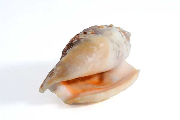 Sea shell Stock Snímky
