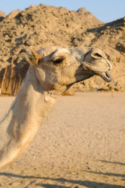 stock image Camel head