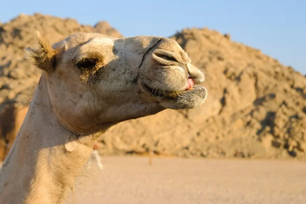Tête de chameau — Photo