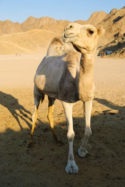Funny camel — Stock Photo, Image