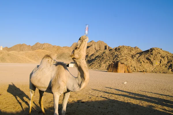 Drôle de chameau — Photo