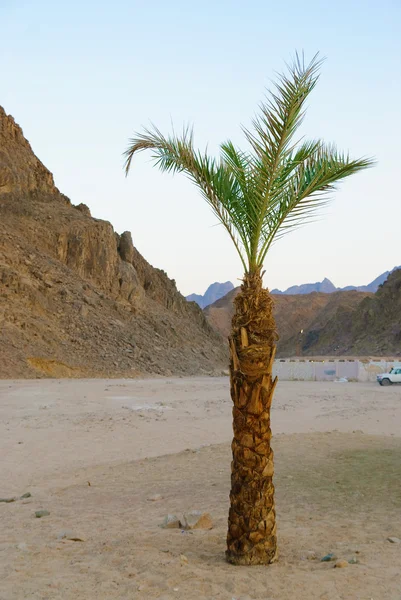 Palm in desert — Stock Photo, Image