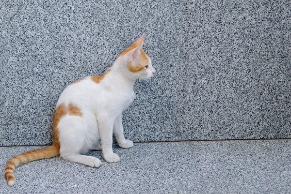 Red white sitting cat — Stock Photo, Image