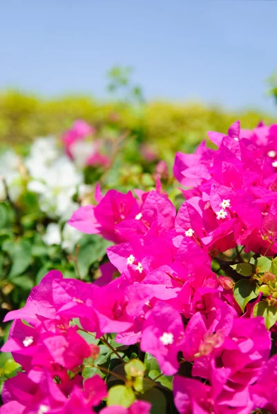 Wunderschöne magenta Blüten — Stockfoto