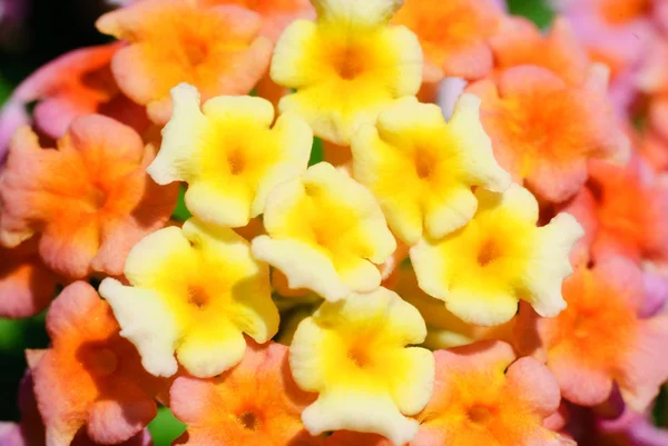 stock image Group of small flowers