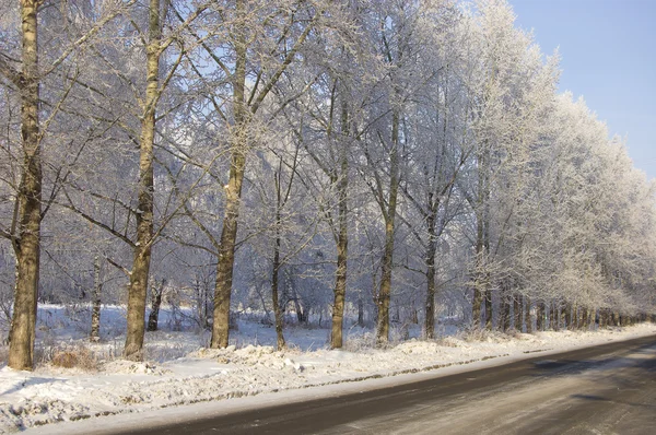 stock image Winter poplar trees alley