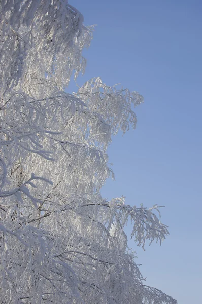 Взимку замерзлі дерева — стокове фото