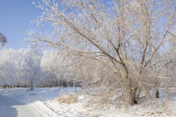 Téli fák fagyasztott — Stock Fotó