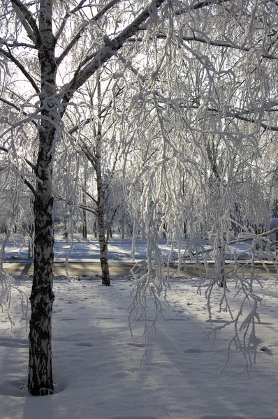 Χειμώνα δρομάκι δέντρα σημύδας — Φωτογραφία Αρχείου