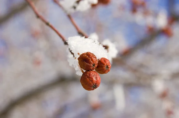 Manzana congelada — Foto de Stock