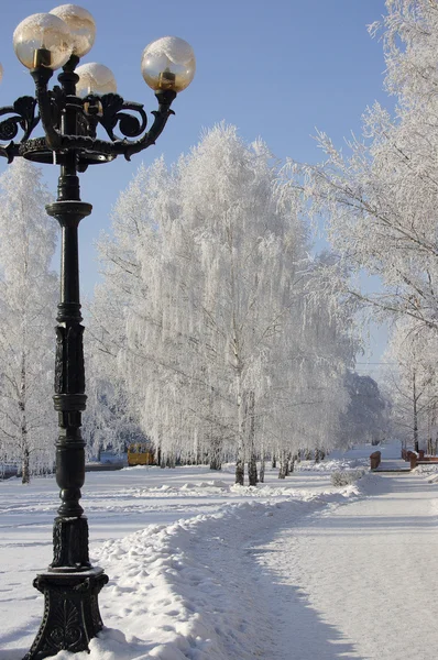 冬の白樺の木の路地 — ストック写真