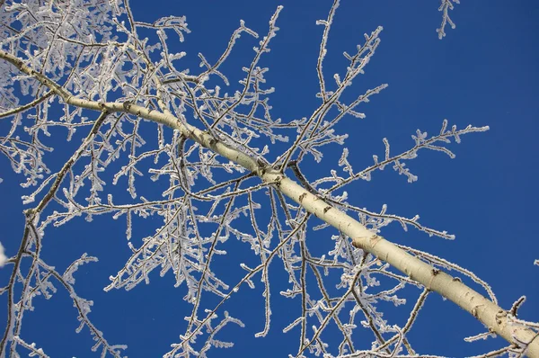 Frozen poplar tree branch — Stock Photo, Image