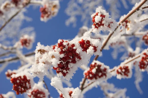 Donmuş ashberry — Stok fotoğraf