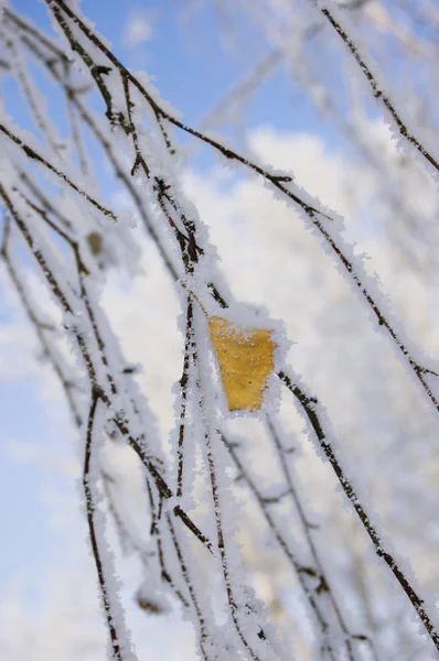 Frozen yellow leaf — Stock Photo, Image
