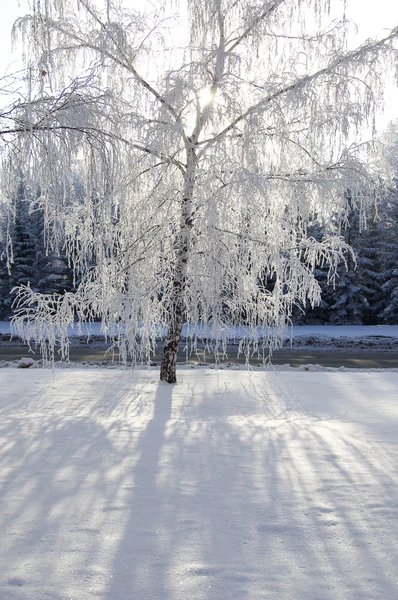 Zimní březové stromy alej — Stock fotografie