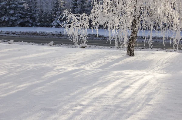 Зимова березова алея — стокове фото