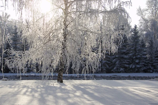 Inverno vidoeiro árvores beco — Fotografia de Stock