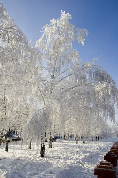 겨울 자작나무 나무 골목 — 스톡 사진