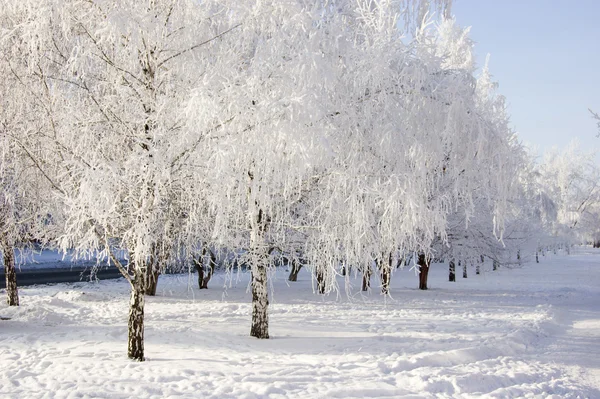 Winter berken bomen alley — Stockfoto