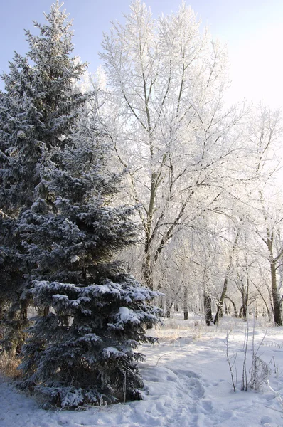Çam ağaçları kış dondurulmuş — Stok fotoğraf