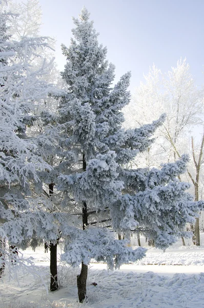 Vintern frozen granar — Stockfoto