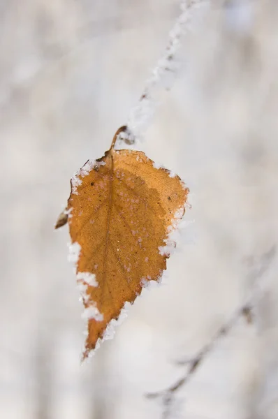 노랑 자작나무 잎 — 스톡 사진