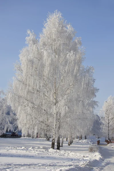 Kış huş ağaçları sokak Stok Fotoğraf
