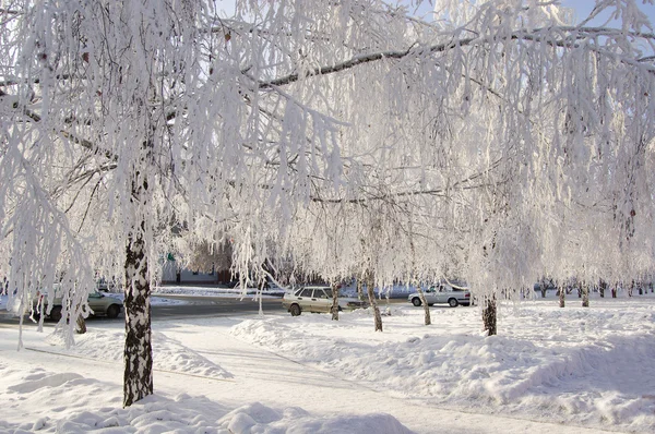 겨울 자작나무 나무 골목 스톡 사진