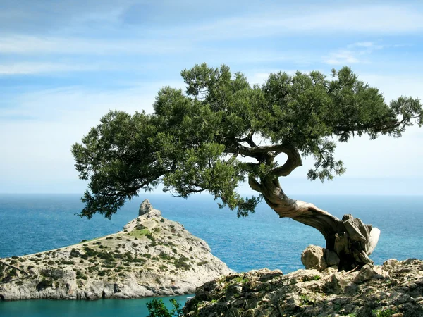 Árvore sobre rocha — Fotografia de Stock