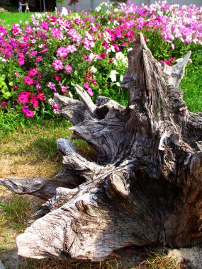 Stump on the background of petunias clipart