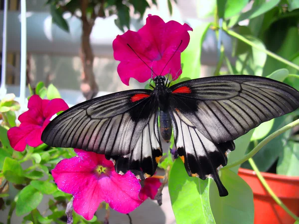 stock image Beautiful color butterfly close-up