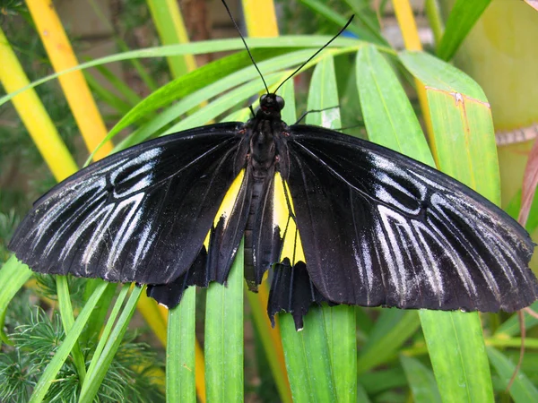 Hermoso color mariposa primer plano — Foto de Stock