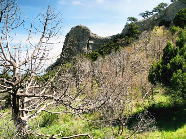 Dřevo suché jalovec ve skalách — Stock fotografie