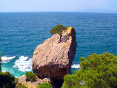 rock on ağacının