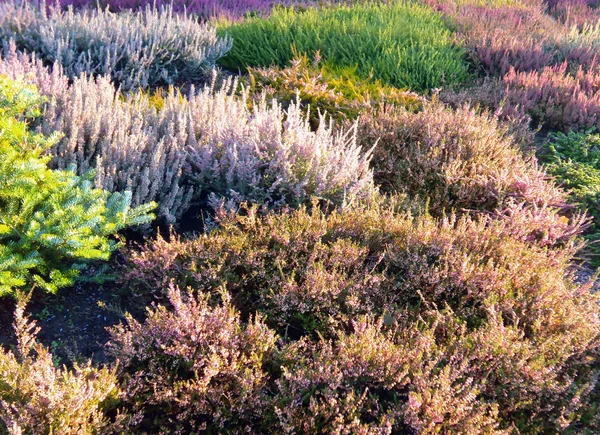 stock image Colorful heather