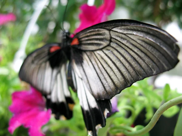 美丽的彩色蝴蝶特写 — 图库照片