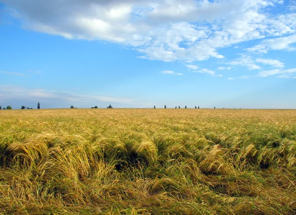 stock image Field of ripe wheat and blue sky