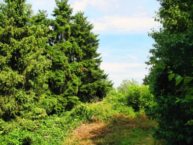 kozalaklı park ve mavi gök