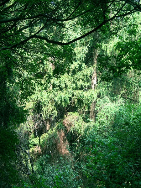 Pine bomen in park en zonlicht — Stockfoto