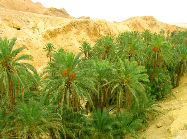 Oaza în deșert — Fotografie, imagine de stoc