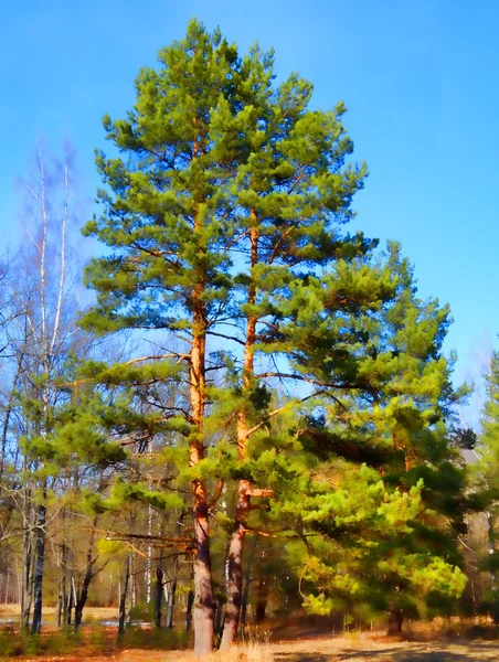 Pine trees and blue sky — Stock Photo, Image