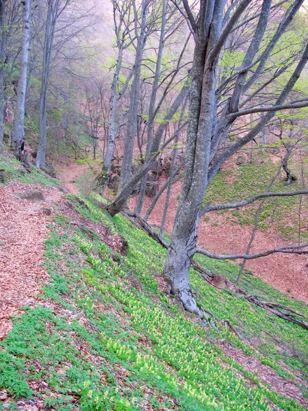 Beech forest in spring