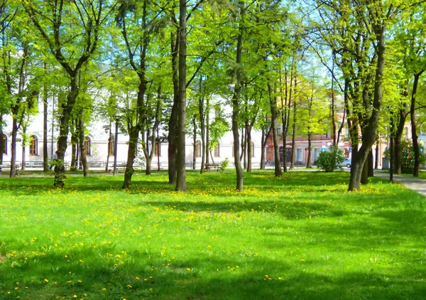 Spring park with green grass — Stock Photo, Image