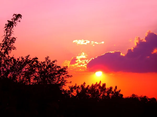 Красочный закат над лесом — стоковое фото