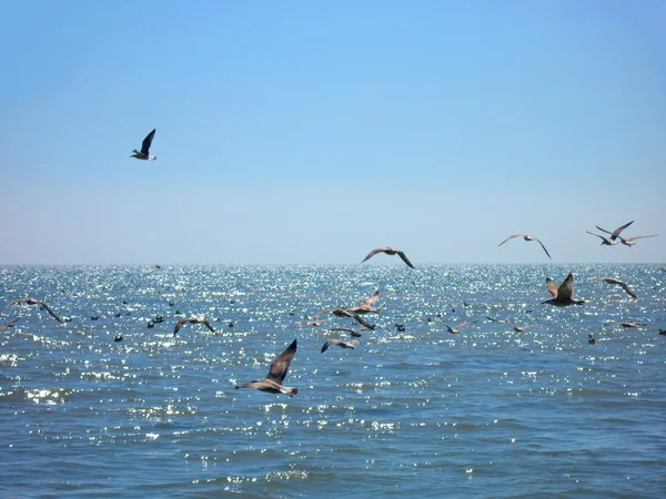 Seascape with gulls flying — Stock Photo, Image