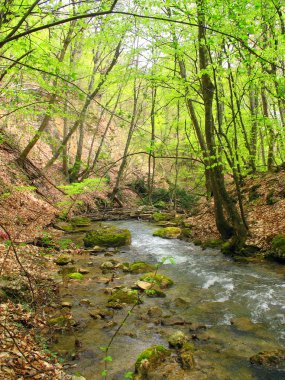 Landscape with a river in the woods clipart