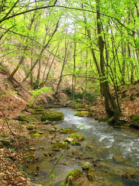 stock image Landscape with a river in the woods
