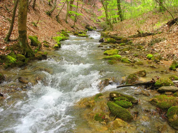 stock image Landscape with a river in the woods